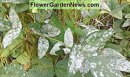 Peronospora su una pianta di soia. Sembrerà simile su un acero.