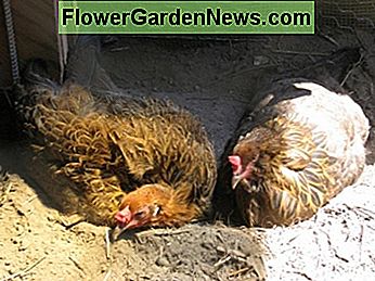 Le galline adorano fare i bagni di polvere nella loro nuova gabbia.