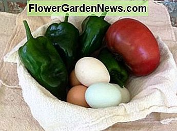 Vantaggi della sostenibilità: verdure biologiche fresche e uova da cortile