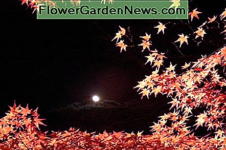 Kaede Pohon  Maple Jepang  Tips Berguna Tukang Kebun Dan 
