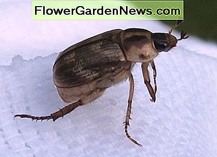 Questa è la forma adulta dello scarabeo orientale. Notare la sua antenna funky.