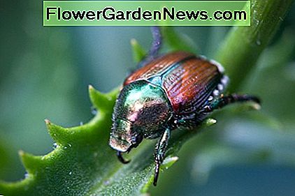 La forma adulta dello scarabeo giapponese che poggia su una probabile fonte di cibo.