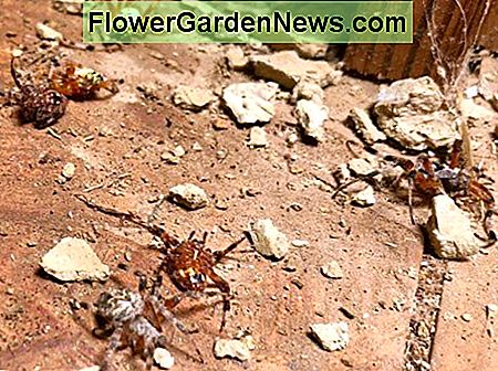 Nhện tìm thấy trong một tổ ong da bùn bị phá hủy.