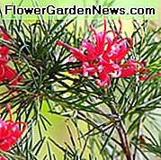 Grevillea rosmarinifolia, Rosmarino Grevillea, arbusti mediterranei, arbusti sempreverdi, fiori rossi, fiori d'arancio, fiori resistenti alla siccità