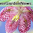 Narcissus bulbocodium (Narcisi di sottoveste di cerchio): sottoveste