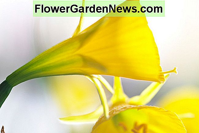 Narciso Bulbocodium, Cerchio Sottoveste Narciso, Narciso, Bulbo primaverile, Primavera, pieno sole, Parziale