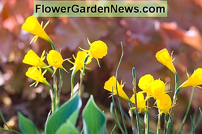 Narciso Bulbocodium, Cerchio Sottoveste Narciso, Narciso, Bulbo primaverile, Primavera, pieno sole, Parziale