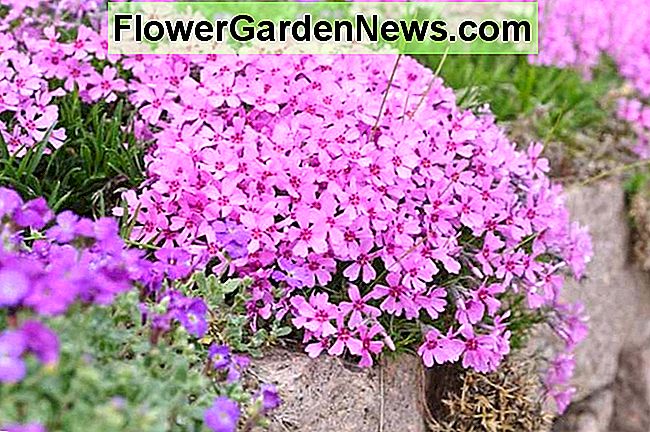 Phlox Subulata Flox Rastejante Dicas Teis Jardineiros E Jardineiros