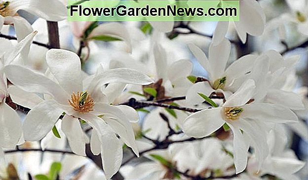 スターマグノリア Magnolia Stellata 便利なヒント庭師と庭師 21