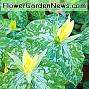 Trillium luteum, Trillium in legno giallo, Trillium sessile var. luteo, giglio di legno, trillium giallo, fiori gialli, fiori profumati, piante perenni fragranti