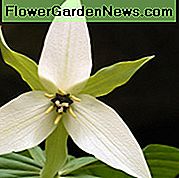 Trillium flexipes, Wakerobin annuendo, Wakerobin bianco, Trillium erectum var. blandum