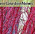 Acer griseum (Paperbark Maple): acer