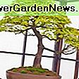 Acer griseum (Paperbark Maple): paperbark