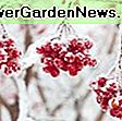 Acer griseum (Paperbark Maple): maple