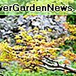 Acer griseum (Paperbark Maple): acer
