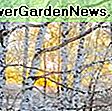 Acer griseum (Paperbark Maple): griseum