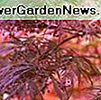 Acer griseum (Paperbark Maple): corteccia