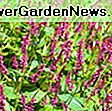 Actaea simplex (grupa Atropurpurea) 'crna maglica' (baneberry): atropurpurea