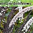 Actaea simplex (grupa Atropurpurea) 'crna maglica' (baneberry): Actaea