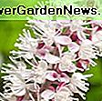 Actaea simplex (grupa Atropurpurea) 'crna maglica' (baneberry): crna