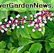Actaea simplex (grupa Atropurpurea) 'crna maglica' (baneberry): simplex