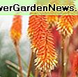 Agapanthus praecox orientalis 'Queen Mum'（アフリカンリリー）: queen