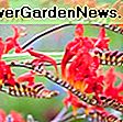 Agapanthus praecox orientalis 'Queen Mum'（アフリカンリリー）: Praecox