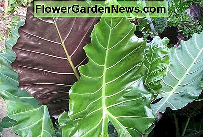 Alocasia 'Mayan Mask' (Elephant Ear) 🌹 Consigli Utili Giardinieri E