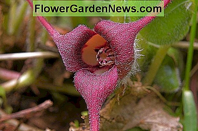 Asarum caudatum, British Ginger Wild Columbia, Western Winger, Zenzero selvaggio a coda lunga, groundcover, groundcover sempreverde