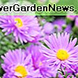 Aster novi-belgii 'Chatterbox' (New York Asters): asters