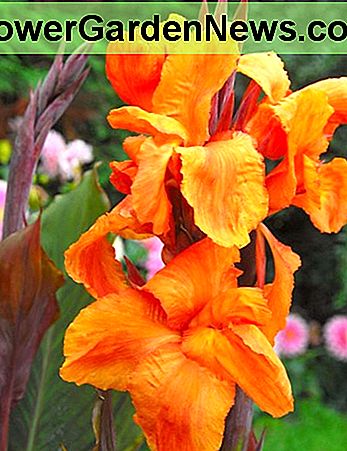Canna Lily 'Wyoming'. 