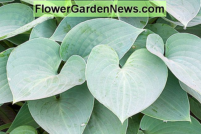 Hosta (Tardiana Group) 'Blue Moon' (Plantain Lily) - Moon. 