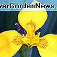 Iris laevigata (Iris d'acqua): acqua