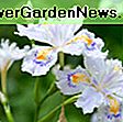 Iris laevigata (Iris d'acqua): acqua