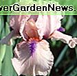 Iris 'Stepping Out' (Iris barbuto): giardino