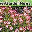 Leucadendron salignum 'Summer Red' (Conebush): conebush