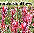 Leucadendron salignum 'Summer Red' (Conebush): salignum