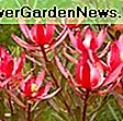 Leucadendron salignum 'Summer Red' (Conebush): salignum