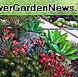 Leucadendron salignum 'Summer Red' (Conebush): summer