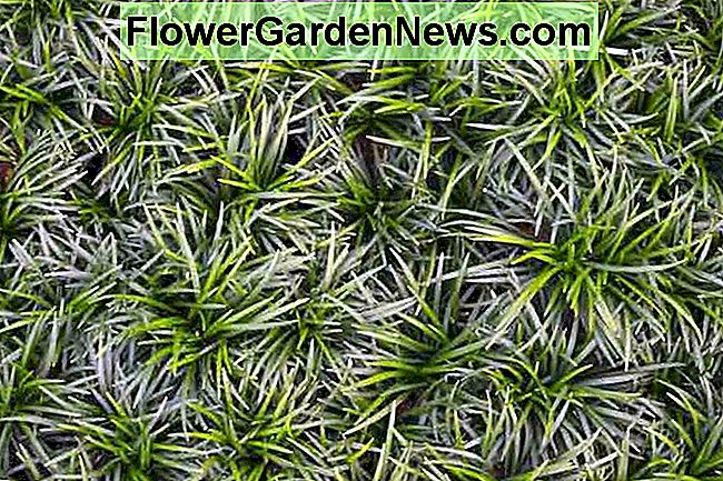 Ophiopogon japonicus 'Nana', Mondo Grass 'Nana', Nano Lilyturf 'Nana', Nano Mondo Grass 'Nana', Giapponese Lilyturf 'Nana', erba sempreverde