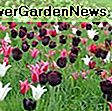 Tulipa 'Capri' (Darwin Hybrid Tulip): Hybrid
