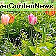 Tulipa 'Capri' (Darwin Hybrid Tulip): darwin