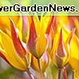 Tulipa 'Capri' (Darwin Hybrid Tulip): capri