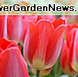 Tulipa 'Capri' (Darwin Hybrid Tulip): Hybrid
