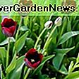Tulipa 'Capri' (Darwin Hybrid Tulip): Tulipa