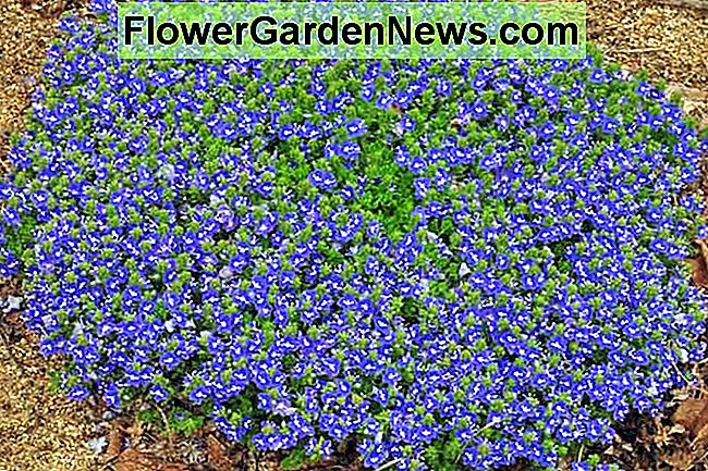 Prostrate Speedwell 'Tidal Pool' .